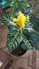 Aphelandra squarrosa