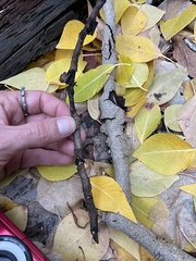 Schizophyllum amplum