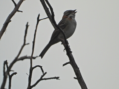 Zonotrichia capensis