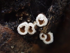 Schizophyllum amplum