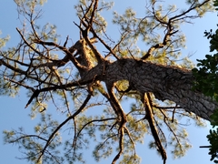 Pinus serotina