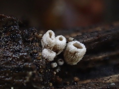 Schizophyllum amplum