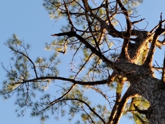 Pinus serotina