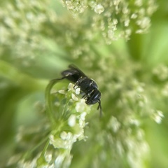 Hylaeus