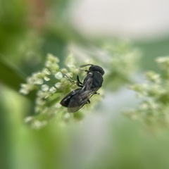 Hylaeus
