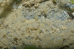 Phoronis