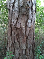 Pinus serotina