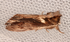 Hylaeora capucina