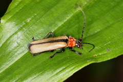 Discodon cinctum