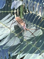 Tipula ultima