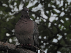 Patagioenas picazuro