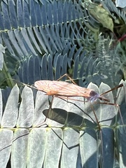Tipula ultima