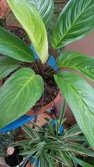 Homalomena rubescens