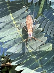 Tipula ultima