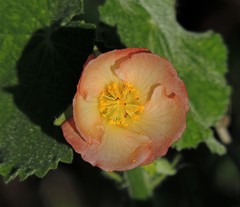 Callianthe pauciflora