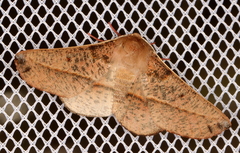 Antictenia punctunculus