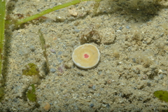 Marginopora vertebralis
