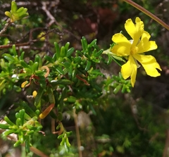 Hibbertia hypericoides hypericoides