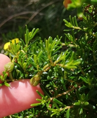 Hibbertia hypericoides hypericoides