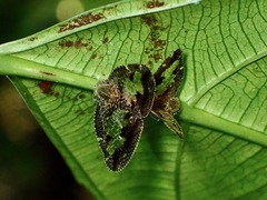 Ricanoptera fenestrata