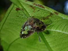Ricanoptera fenestrata