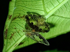 Ricanoptera fenestrata