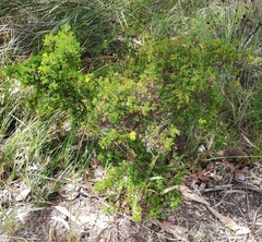 Hibbertia hypericoides hypericoides