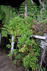 Brachyglottis perdicioides