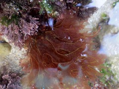 Nitophyllum punctatum