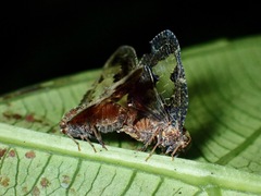 Ricanoptera fenestrata