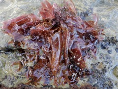 Nitophyllum punctatum