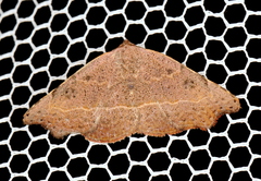 Laspeyria concavata