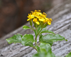 Brachyglottis perdicioides