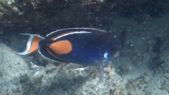 Acanthurus achilles
