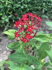 Pentas