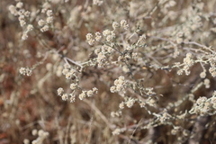 Ptilotus astrolasius