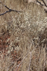 Ptilotus astrolasius