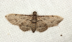 Sigilliclystis insigillata