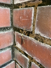 Mantidae