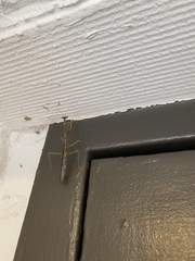 Mantidae