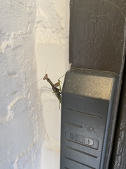 Mantidae
