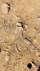 Micrurus altirostris