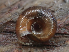 Discus whitneyi