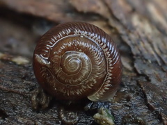 Discus whitneyi