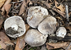 Tricholoma pullum