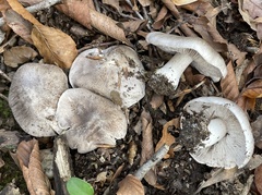 Tricholoma pullum