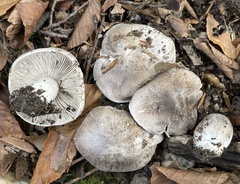 Tricholoma pullum