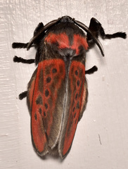 Edebessa nigropuncta