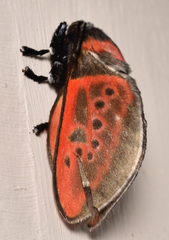 Edebessa nigropuncta