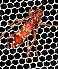 Coptocercus biguttatus